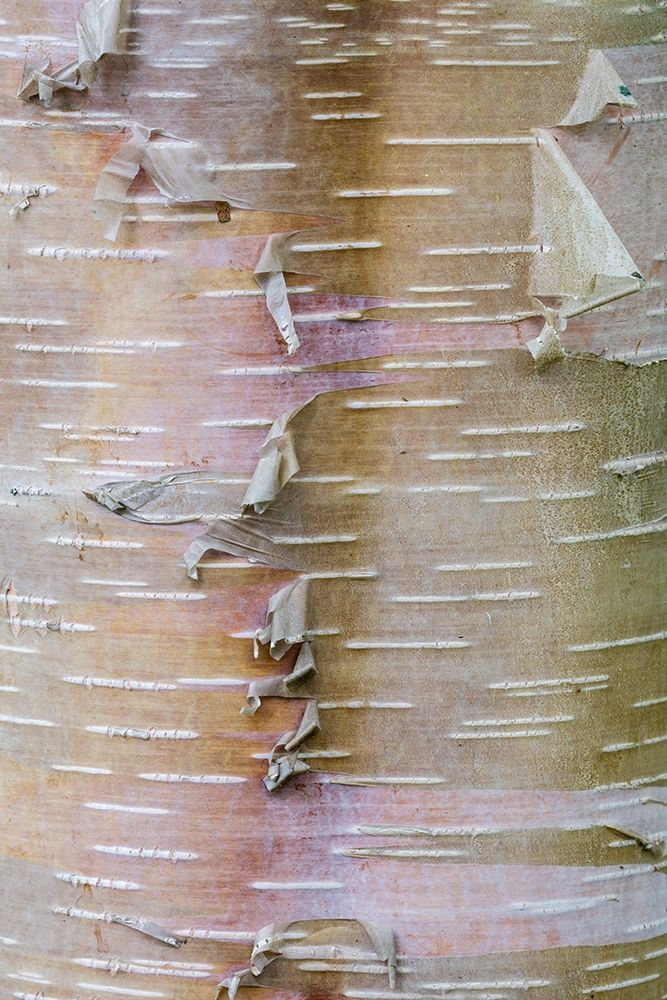 Birch Bark art print by Kathy Mahan for $57.95 CAD