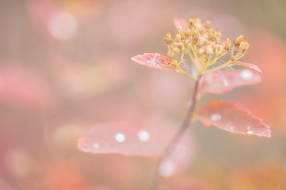 Arctic Fall Colors art print by Kathy Mahan for $57.95 CAD
