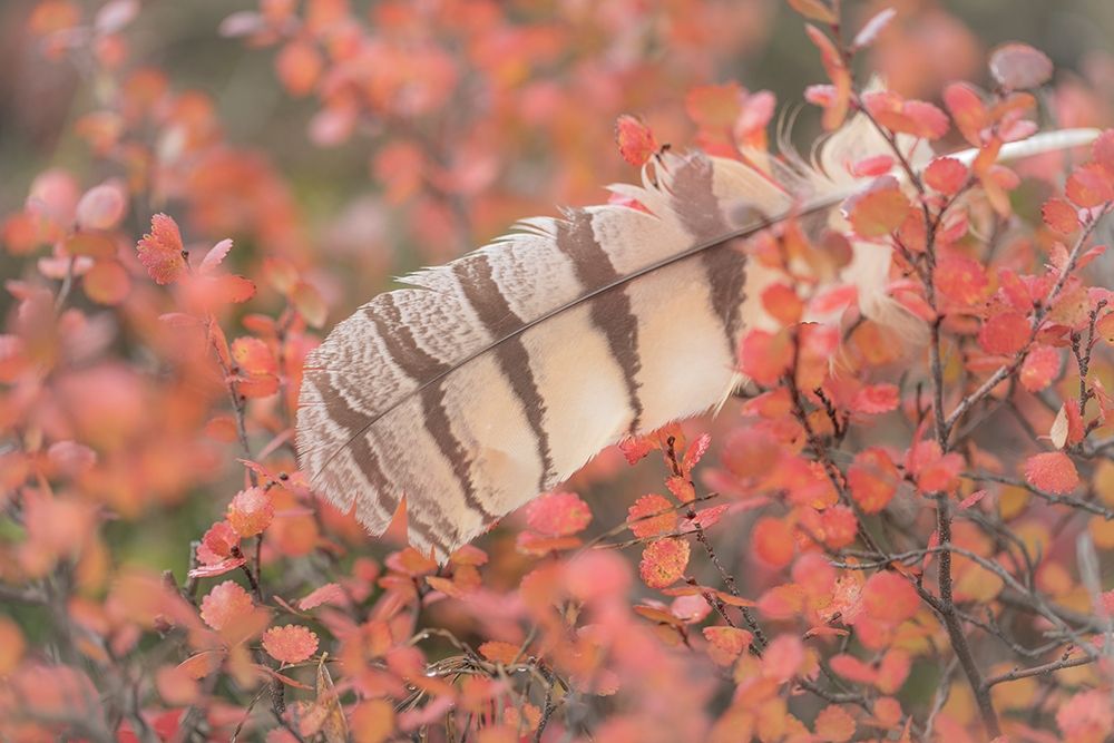 Owl Feather art print by Kathy Mahan for $57.95 CAD