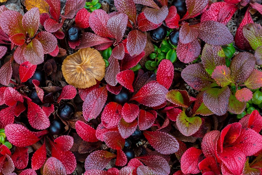 Alpine Bearberry I art print by Kathy Mahan for $57.95 CAD