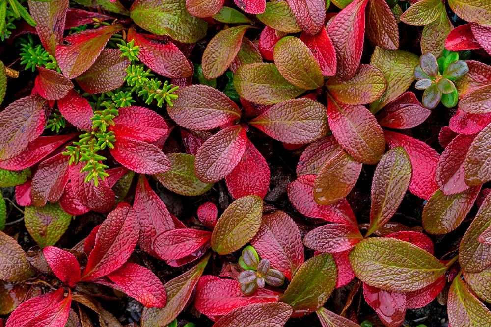 Alpine Bearberry II art print by Kathy Mahan for $57.95 CAD