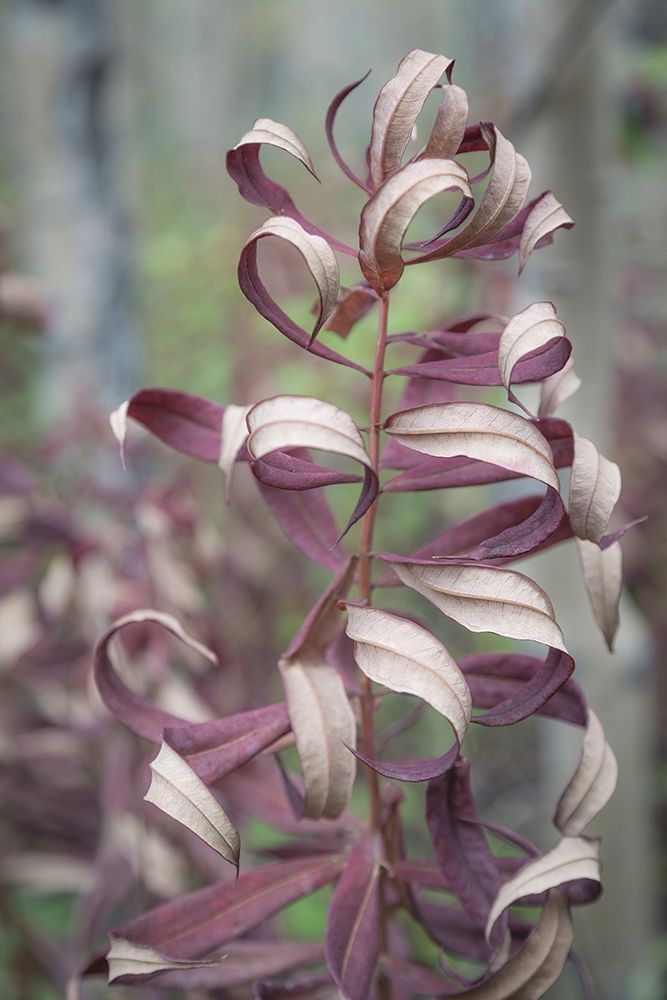 Fireweed in Fall I art print by Kathy Mahan for $57.95 CAD