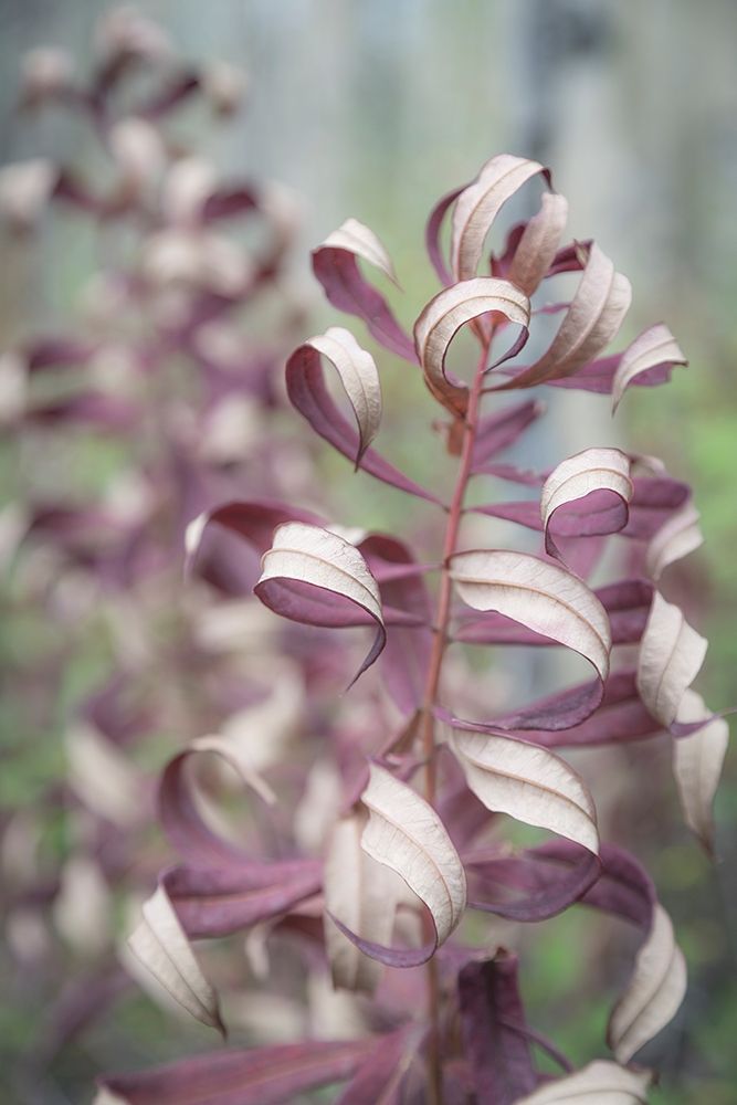Fireweed in Fall II art print by Kathy Mahan for $57.95 CAD