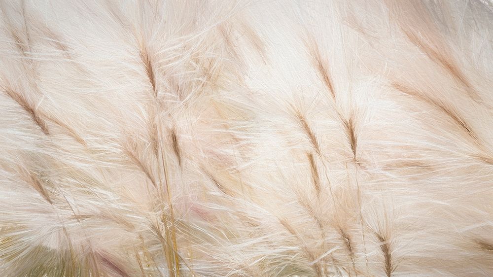 Foxtail Barley III art print by Kathy Mahan for $57.95 CAD