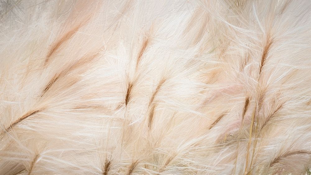 Foxtail Barley IV art print by Kathy Mahan for $57.95 CAD