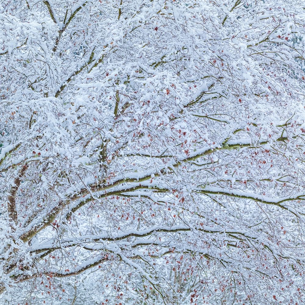Snow Covered Trees II art print by Kathy Mahan for $57.95 CAD