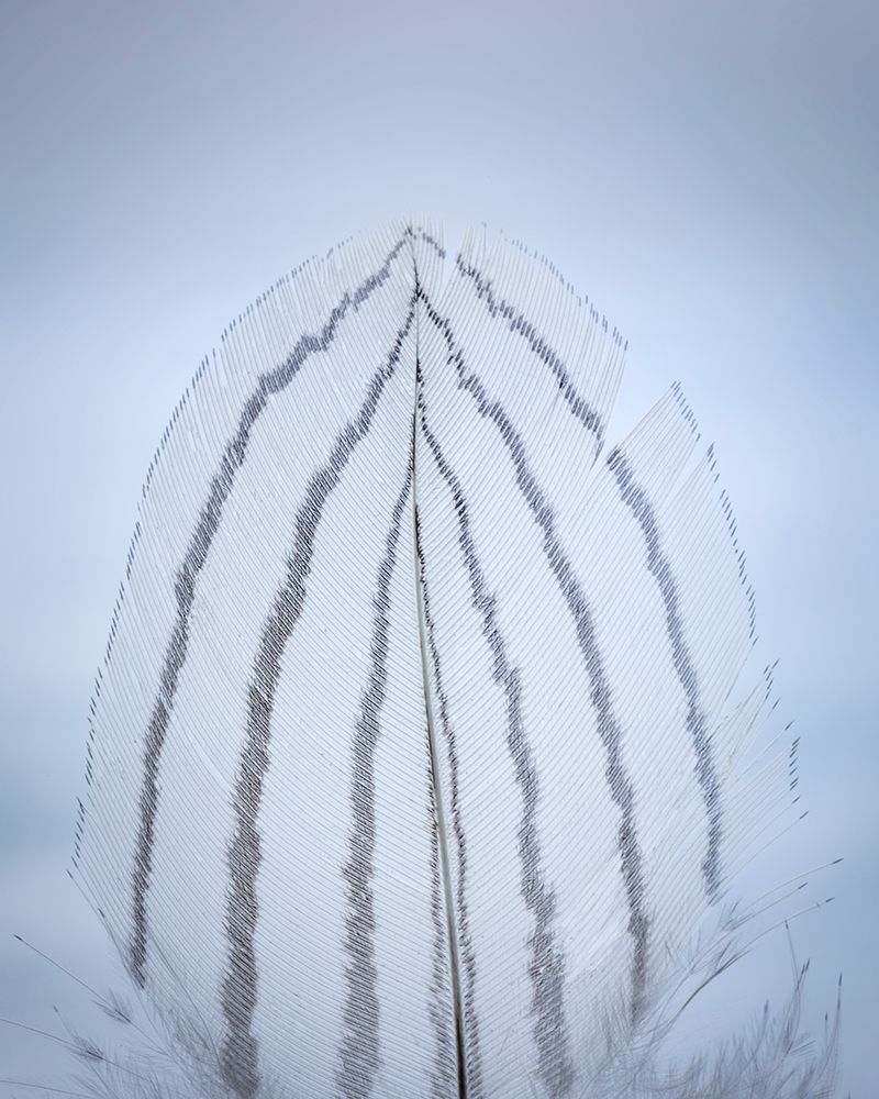Feather Study II art print by Kathy Mahan for $57.95 CAD