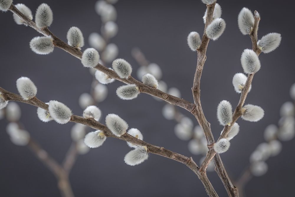 Pussy Willows I art print by Kathy Mahan for $57.95 CAD