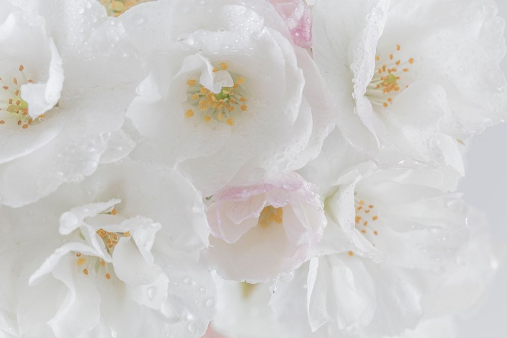 White Cherry Blossoms I art print by Kathy Mahan for $57.95 CAD
