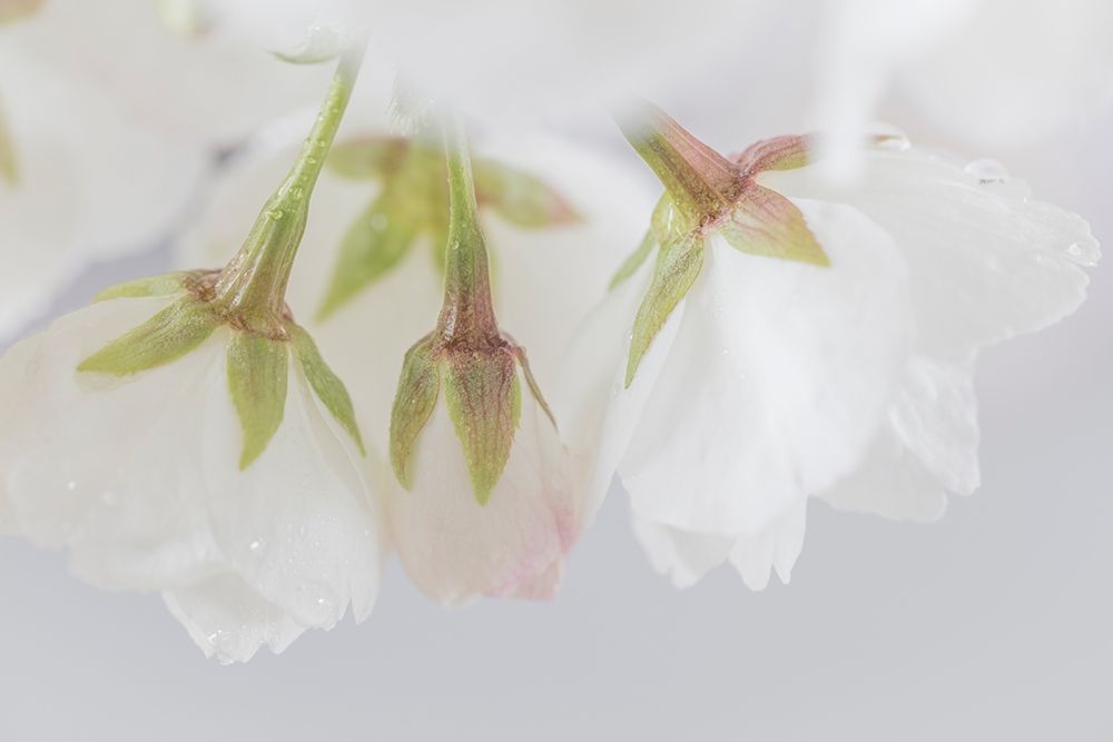 White Cherry Blossoms III art print by Kathy Mahan for $57.95 CAD