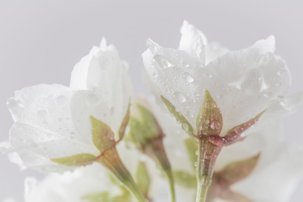 White Cherry Blossoms IV art print by Kathy Mahan for $57.95 CAD