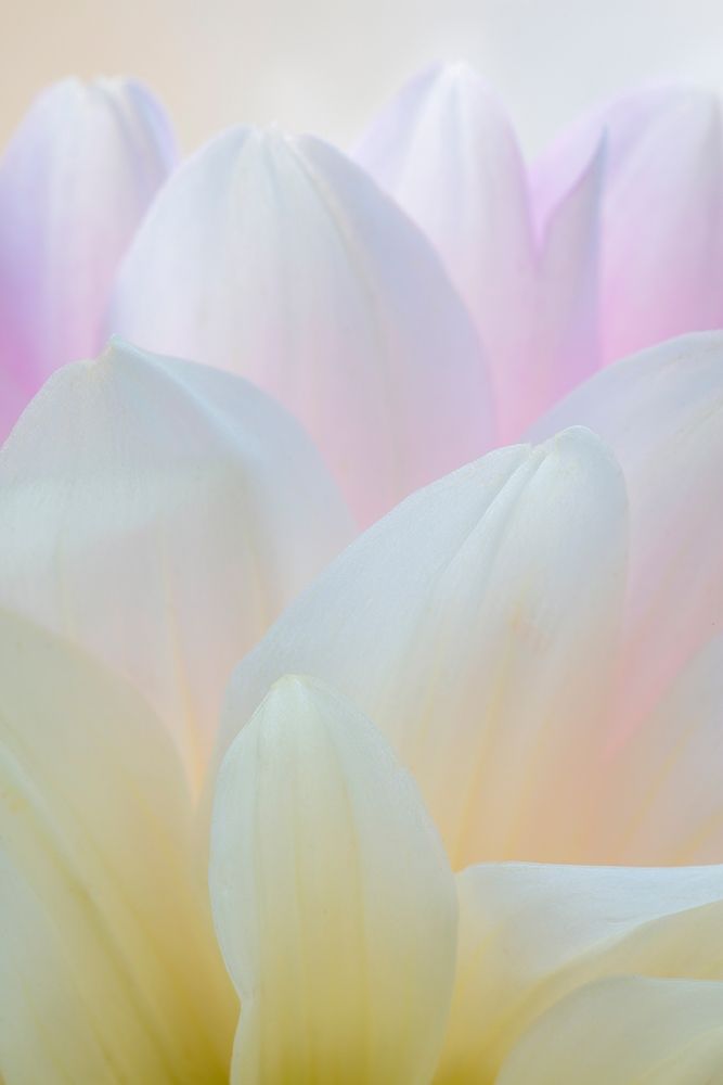 Dahlia Blossom I art print by Kathy Mahan for $57.95 CAD