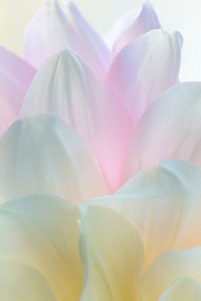 Dahlia Blossom II art print by Kathy Mahan for $57.95 CAD