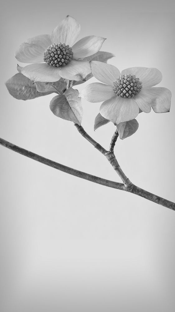 Pacific Dogwood Blossoms I art print by Kathy Mahan for $57.95 CAD