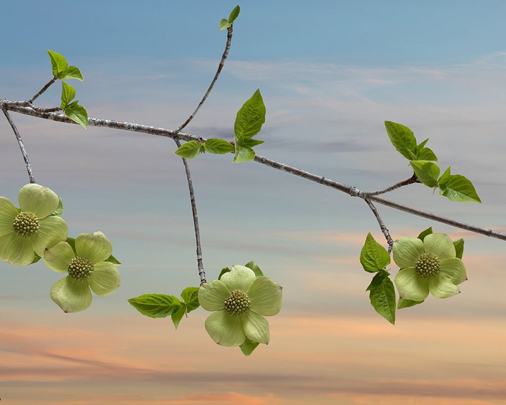 Dogwood at Sunset I art print by Kathy Mahan for $57.95 CAD