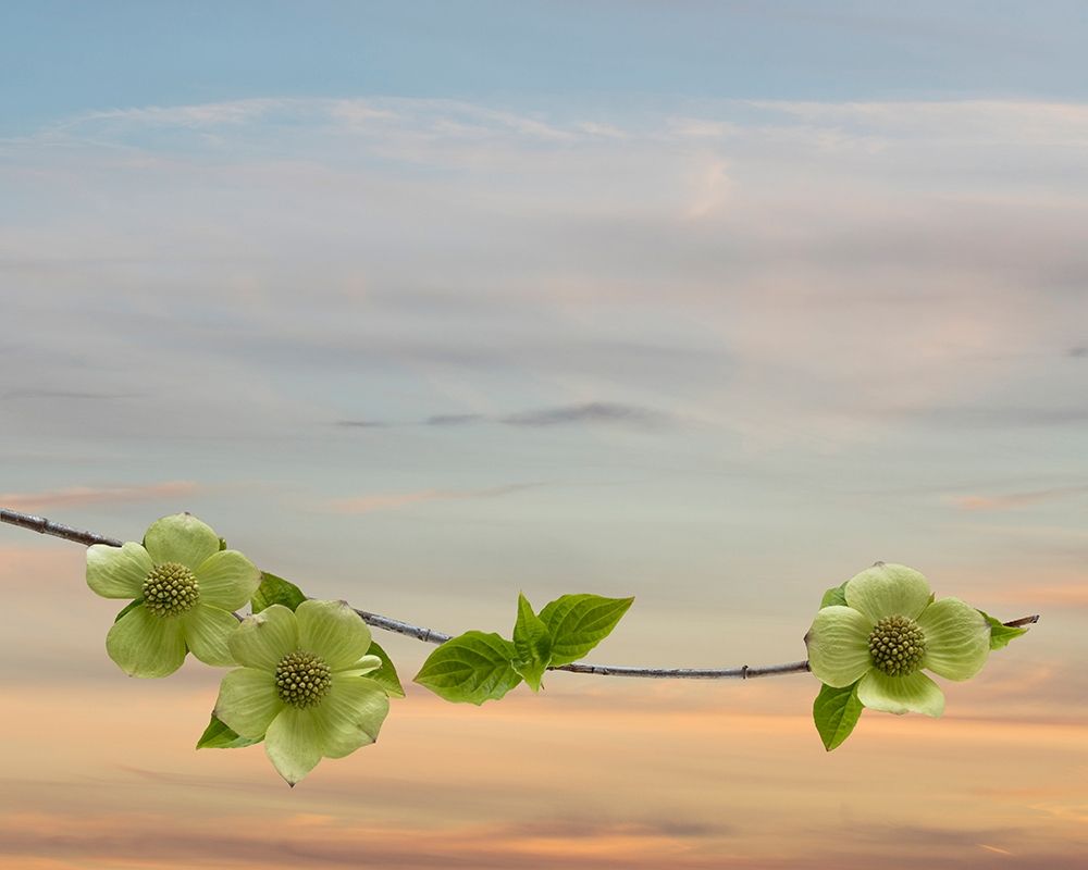 Dogwood at Sunset II art print by Kathy Mahan for $57.95 CAD