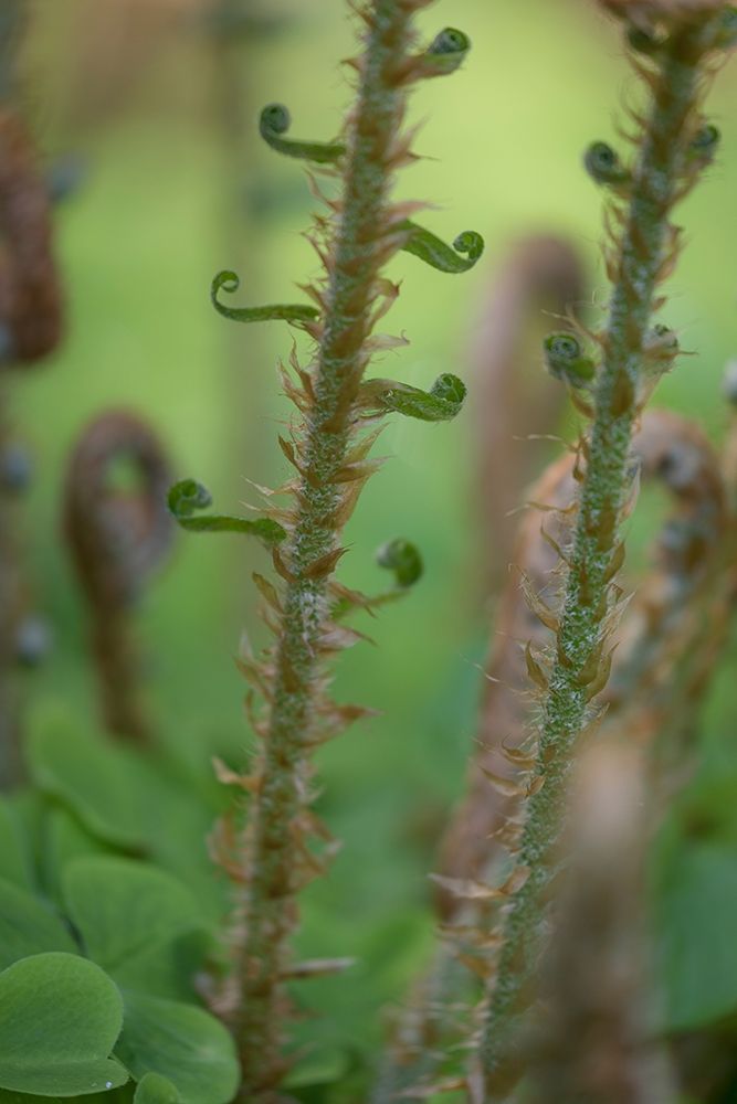 Sword Fern I art print by Kathy Mahan for $57.95 CAD