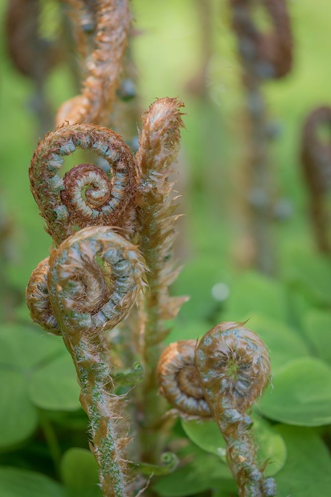Sword Fern II art print by Kathy Mahan for $57.95 CAD