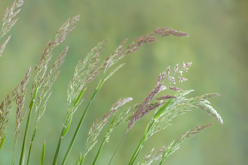 Velvet Grass I art print by Kathy Mahan for $57.95 CAD