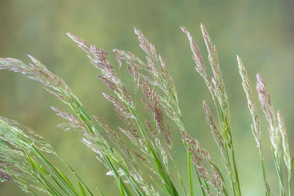 Velvet Grass II art print by Kathy Mahan for $57.95 CAD