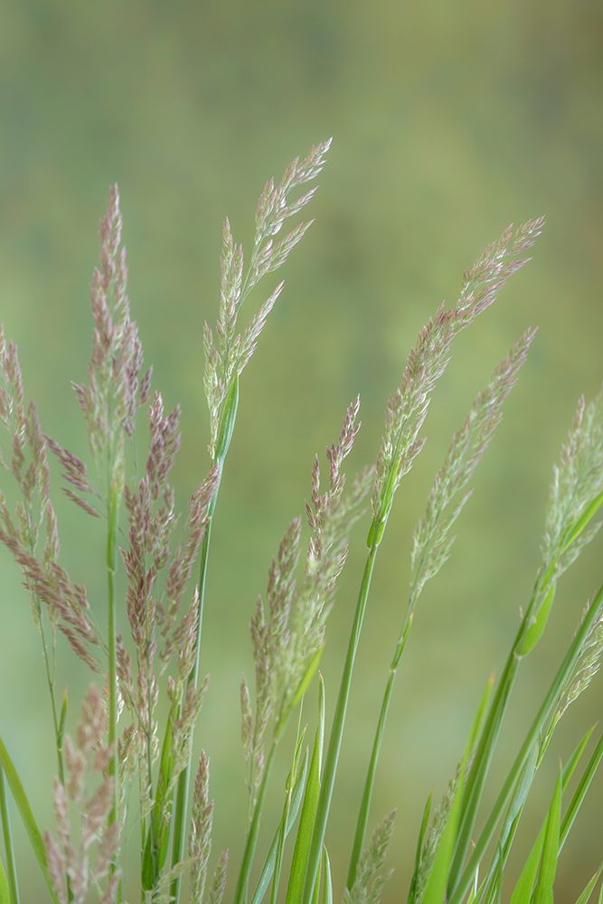 Velvet Grass III art print by Kathy Mahan for $57.95 CAD