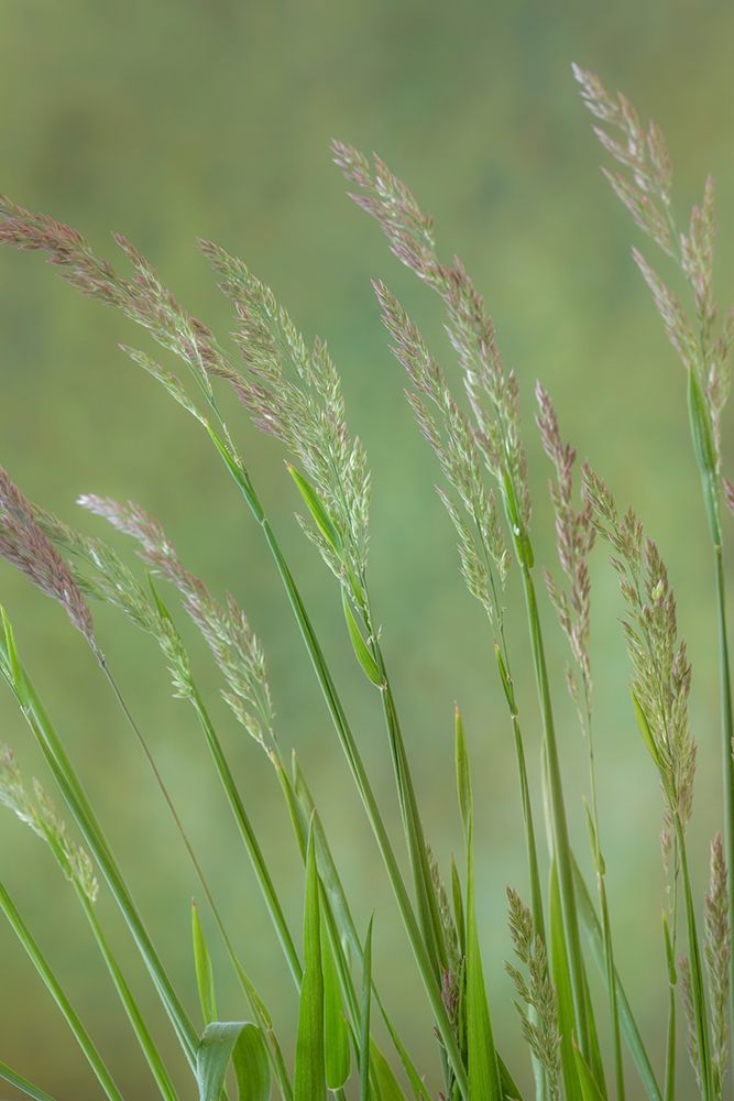 Velvet Grass IV art print by Kathy Mahan for $57.95 CAD