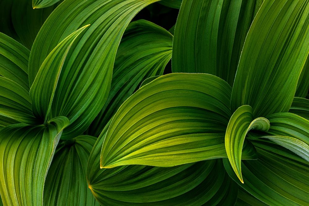 False Hellebore I art print by Kathy Mahan for $57.95 CAD