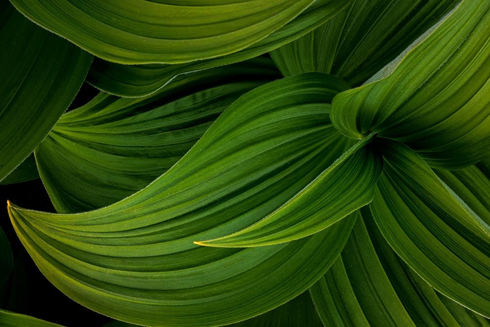 False Hellebore II art print by Kathy Mahan for $57.95 CAD