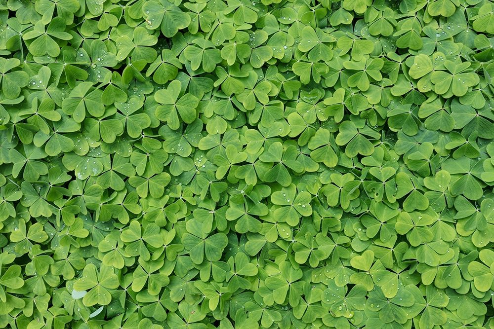 Dew Covered Oxalis art print by Kathy Mahan for $57.95 CAD