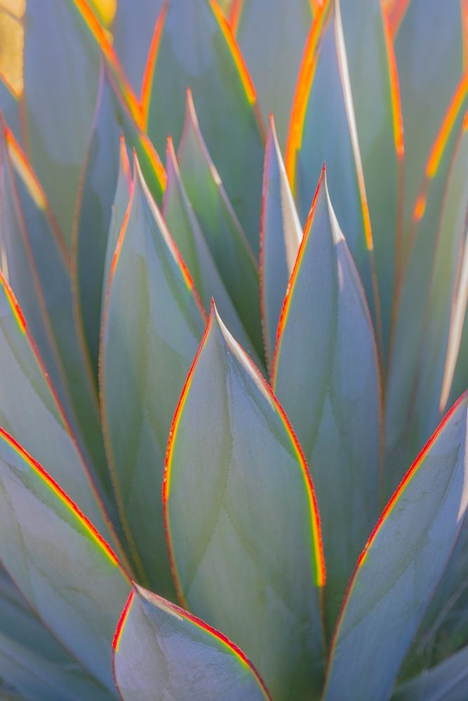 California Agave I art print by Kathy Mahan for $57.95 CAD