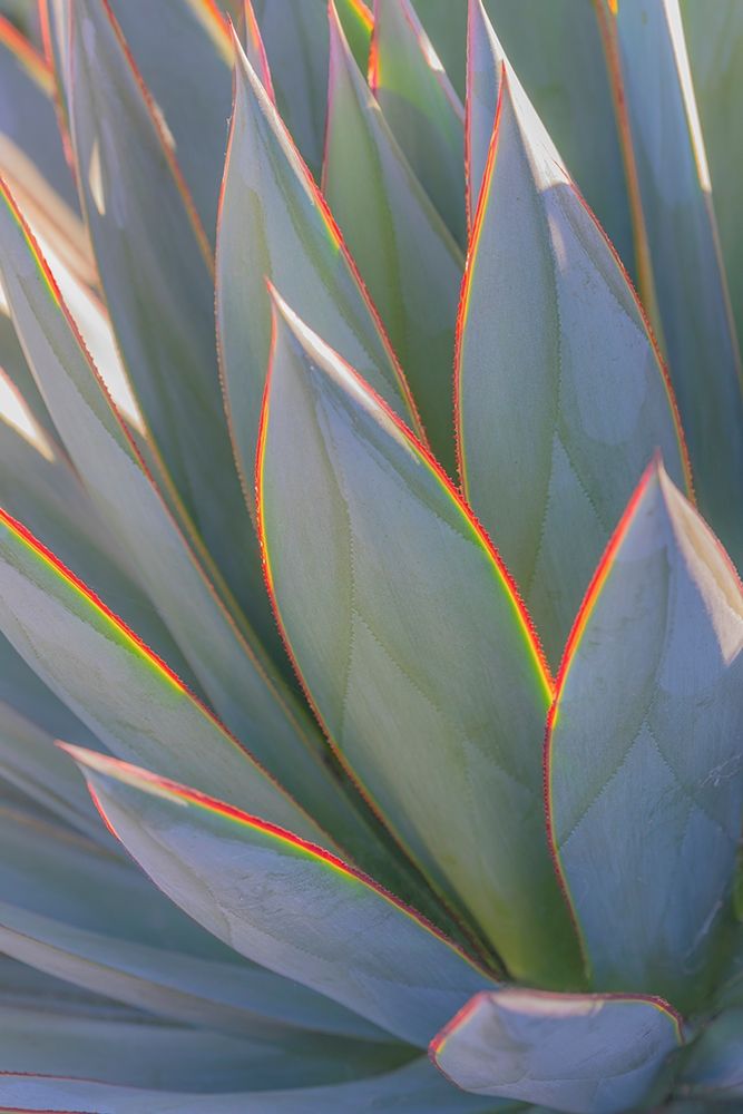 California Agave II art print by Kathy Mahan for $57.95 CAD