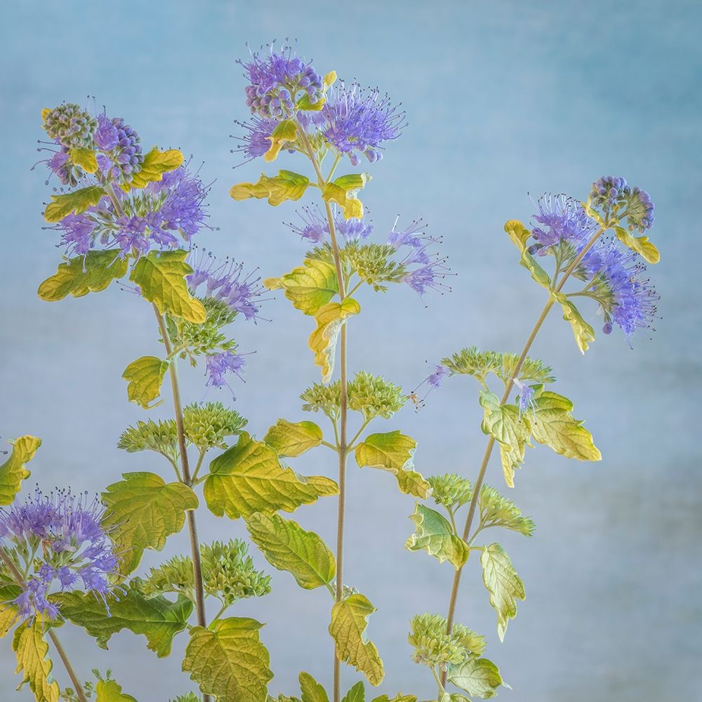 Caryopteris I art print by Kathy Mahan for $57.95 CAD