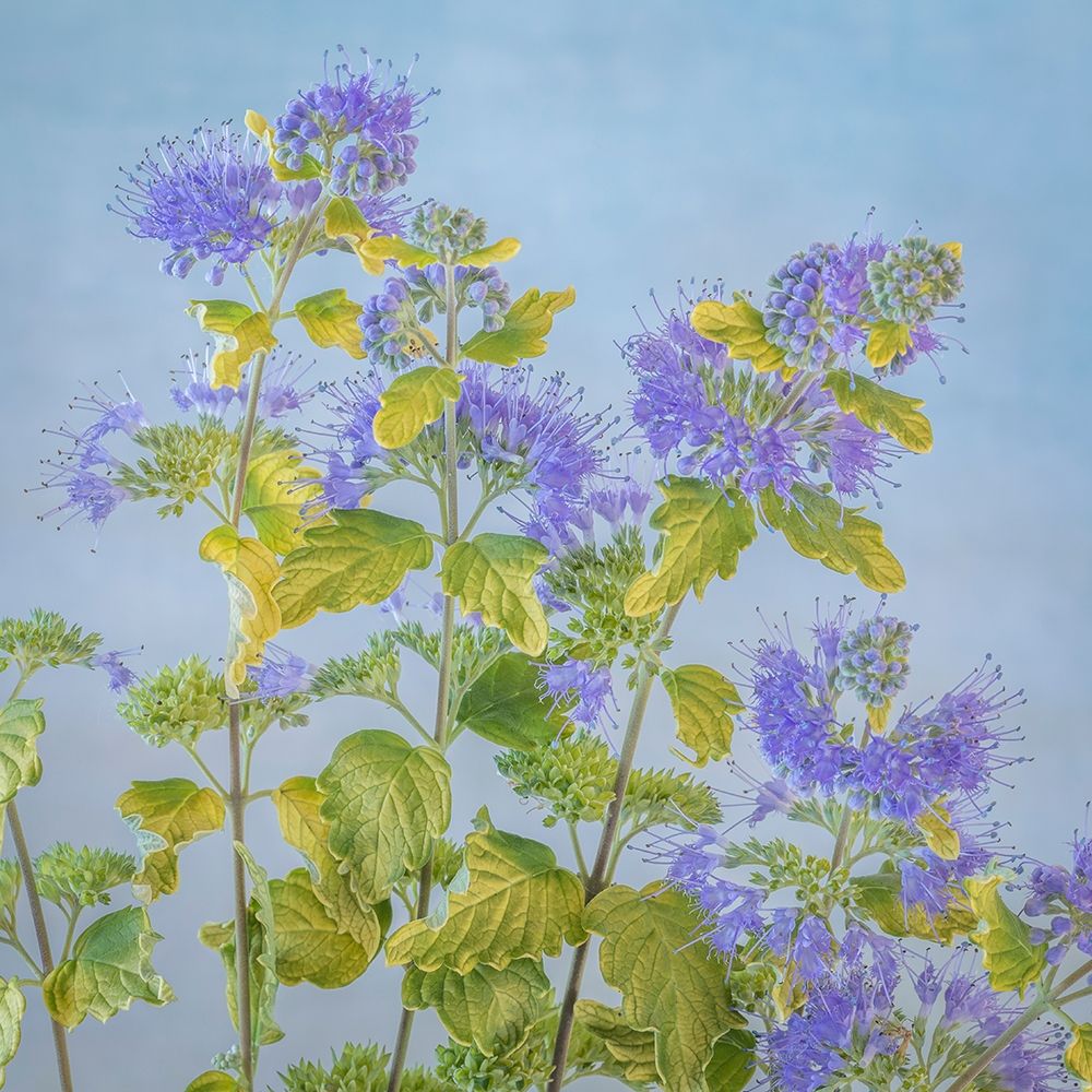 Caryopteris II art print by Kathy Mahan for $57.95 CAD