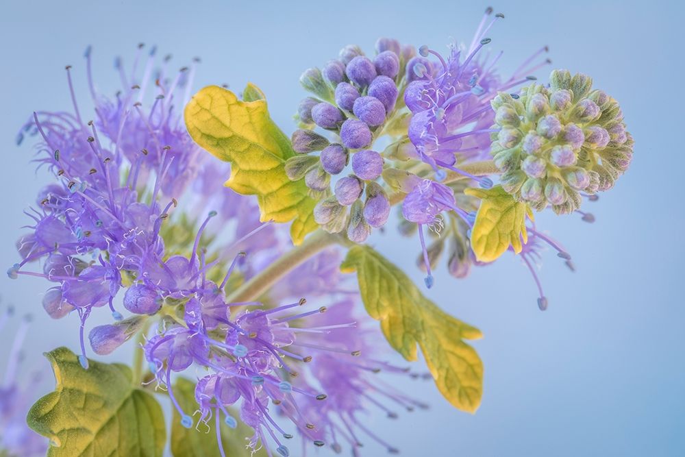 Caryopteris III art print by Kathy Mahan for $57.95 CAD