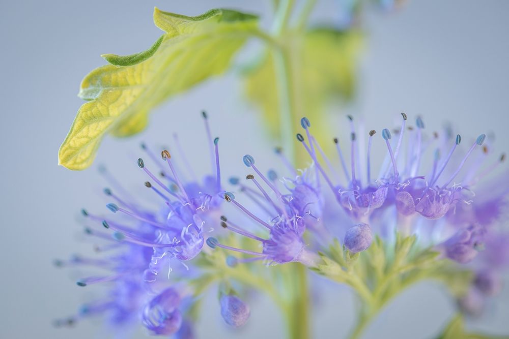 Caryopteris IV art print by Kathy Mahan for $57.95 CAD