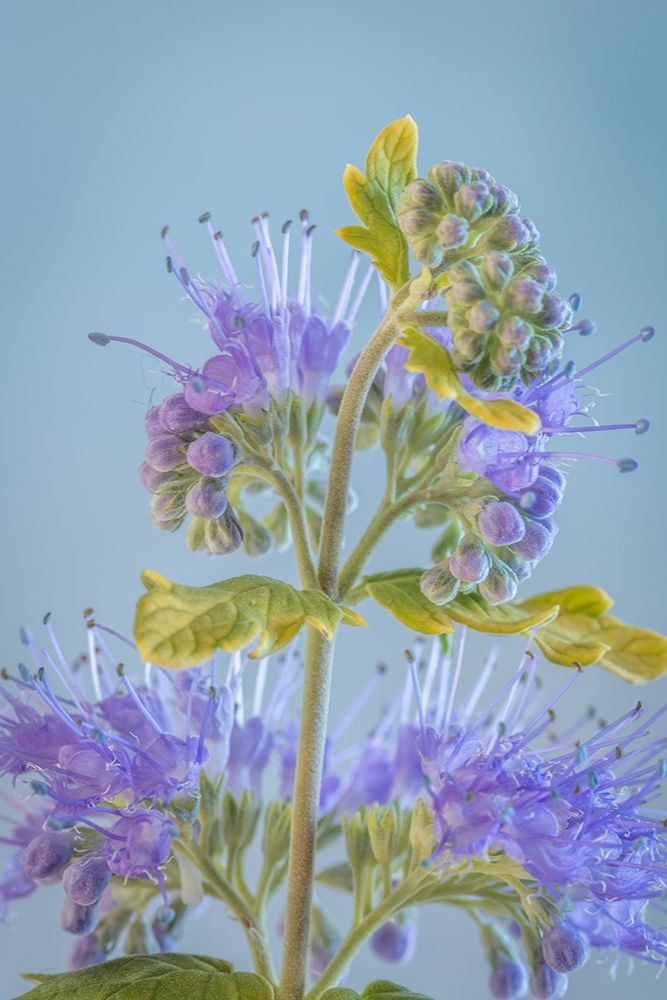 Caryopteris V art print by Kathy Mahan for $57.95 CAD