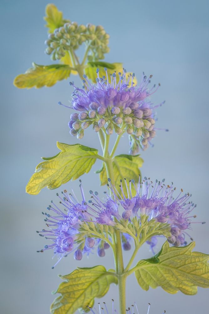 Caryopteris VI art print by Kathy Mahan for $57.95 CAD
