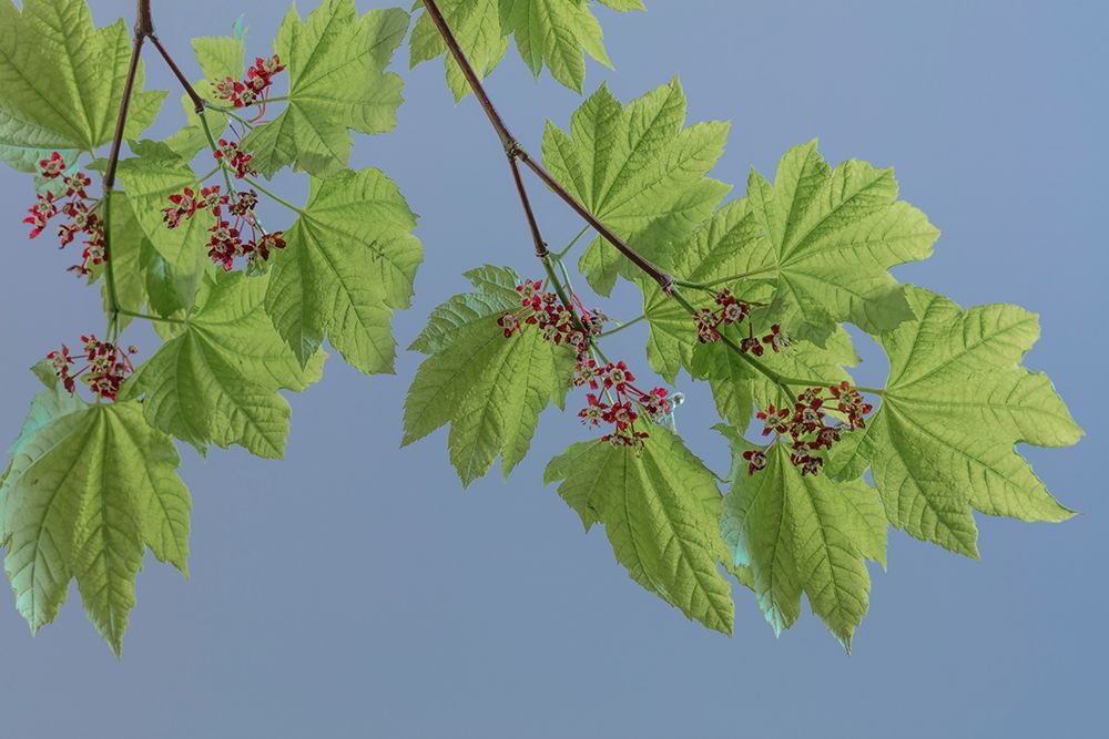 Vine Maple I art print by Kathy Mahan for $57.95 CAD