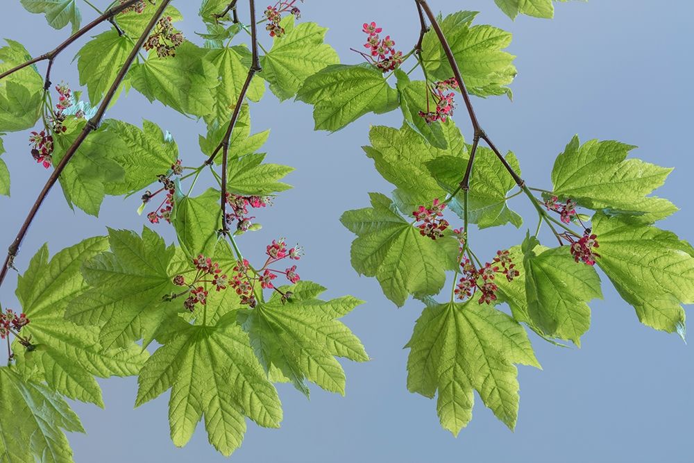 Vine Maple II art print by Kathy Mahan for $57.95 CAD
