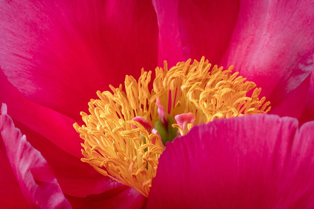 Peony Blossom I art print by Kathy Mahan for $57.95 CAD