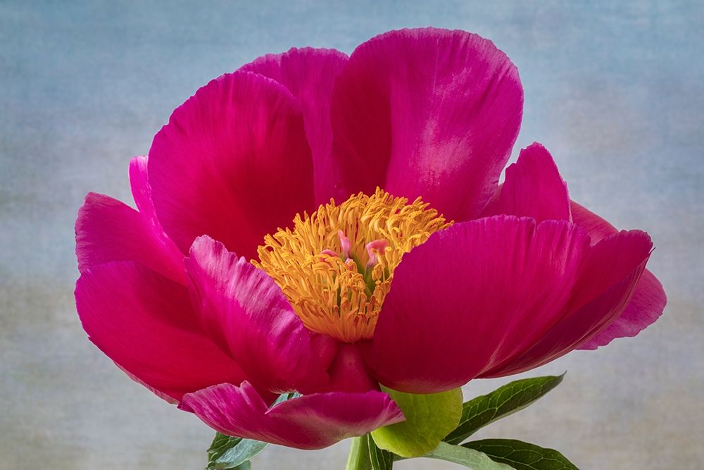 Peony Blossom II art print by Kathy Mahan for $57.95 CAD