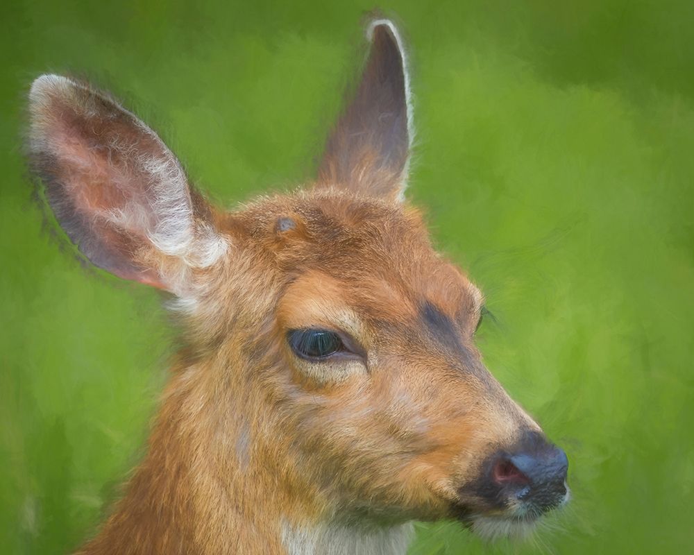 Blacktail Deer I art print by Kathy Mahan for $57.95 CAD