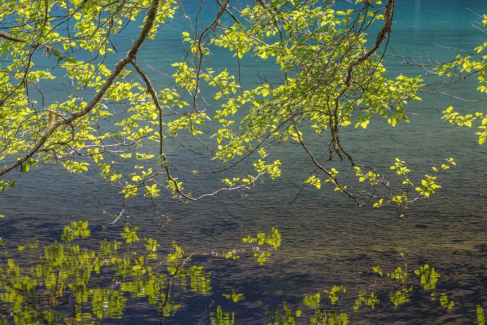 Overhanging Alder Trees I art print by Kathy Mahan for $57.95 CAD