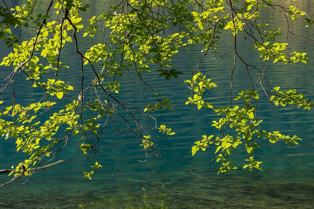 Overhanging Alder Trees II art print by Kathy Mahan for $57.95 CAD