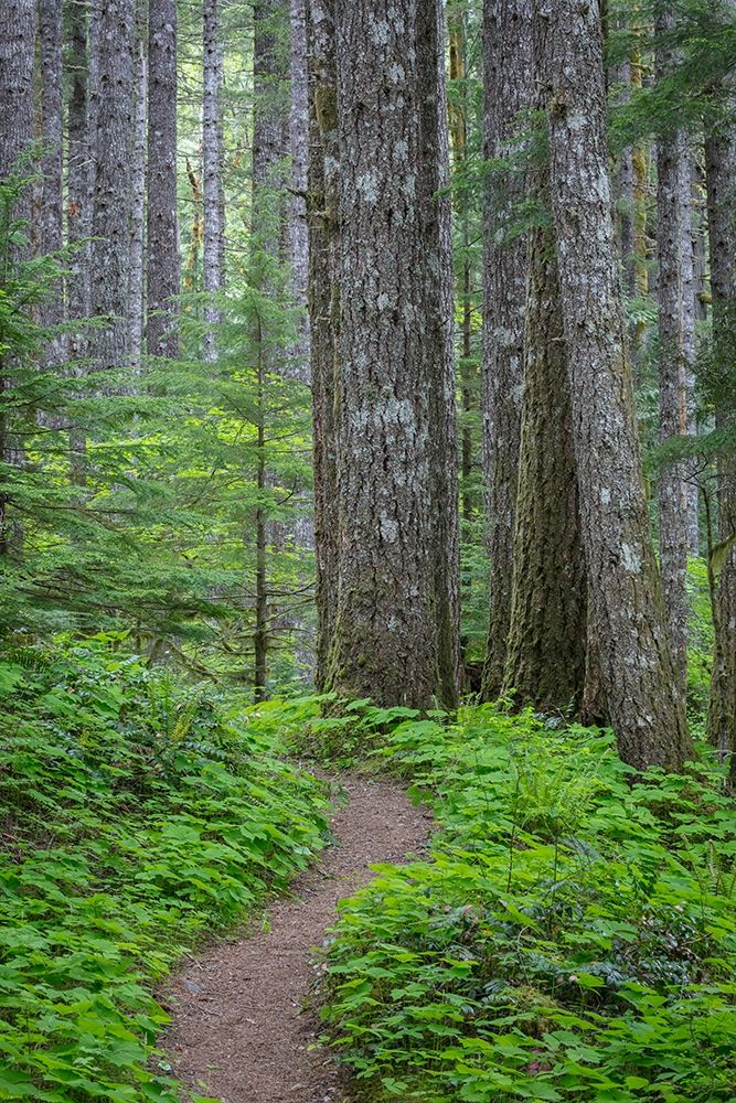 Lewis River Trail art print by Kathy Mahan for $57.95 CAD