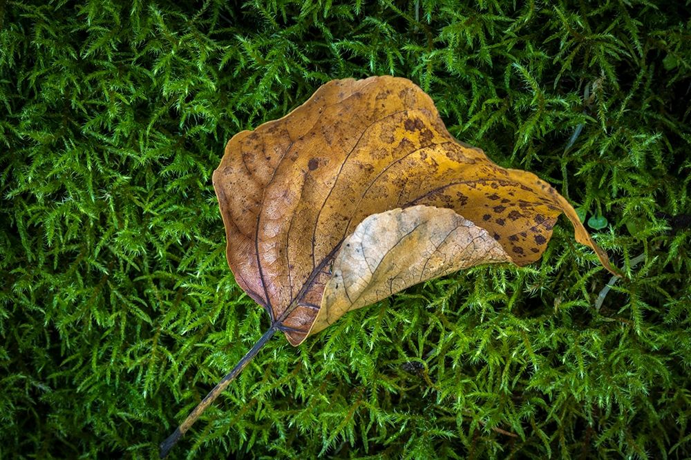 Cottonwood Leaf art print by Kathy Mahan for $57.95 CAD