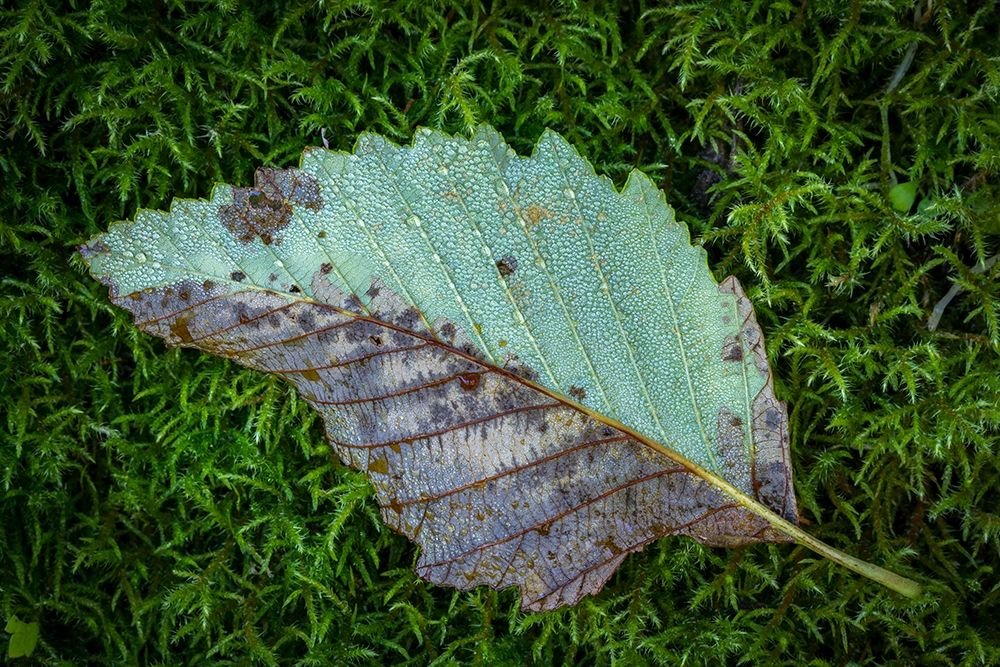 Alder Leaf art print by Kathy Mahan for $57.95 CAD