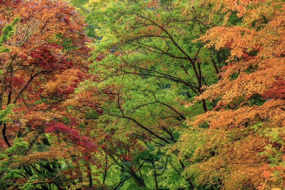 Autumn Forest art print by Kathy Mahan for $57.95 CAD