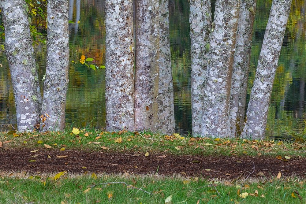 Alder Trees and Trail art print by Kathy Mahan for $57.95 CAD