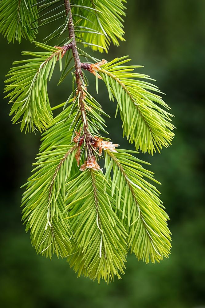 Douglas Fir Growth I art print by Kathy Mahan for $57.95 CAD